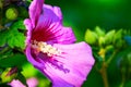 Hibiscus Close Up