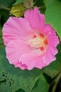 Hibiscus close-up