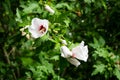 Hibiscus closeup