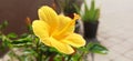 Hibiscus Closeup of flower