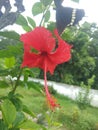 Hibiscus closeup 