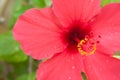 Hibiscus closeup