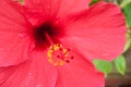 Hibiscus closeup