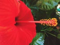 Hibiscus closeup with pollen