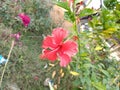 Scarlet rosemallow and Rose plant in garden campus area focus on Scarlet rose mallow flower