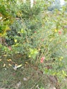 Scarlet rosemallow and Rose plant in garden campus area focus on Scarlet rose mallow flower