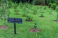 Hibiscus collection of Peradeniya Royal Botanical Gardens near Kandy, Sri Lan