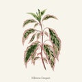 Hibiscus Cooperii engraved found in 1825-1890 New and Rare Bea Royalty Free Stock Photo