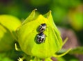 Hibiscus crop is crawled by two beetles.