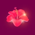 Hibiscus Royalty Free Stock Photo