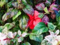 Hibiscus Elegance: The plant displays a large pink hibiscus flower with a unique touch of mottled white-green petals, a true