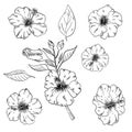 Hibiscus floral tropical flowers set. Wild spring leaf wildflower isolated. Black and white engraved ink art Royalty Free Stock Photo