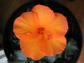 Closeup of an Orange Hibiscus Flower in full bloom. Royalty Free Stock Photo