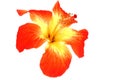 Hibiscus Flower