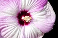 Close up of a Hibiscus flower Royalty Free Stock Photo