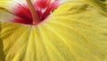 Hibiscus flower Royalty Free Stock Photo