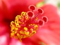 Hibiscus Flower Royalty Free Stock Photo