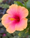 Hibiscus Flower