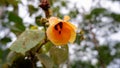 Hibiscus Flower Or Also Called Hibiscus, With A Yellow Color Grows Royalty Free Stock Photo