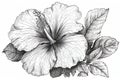 Hibiscus flower (also known as rose of althea or sharon, rose mallow) black and white outline illustration hand drawn work isolate Royalty Free Stock Photo