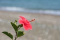 Hibiscus flower by the Beach Royalty Free Stock Photo