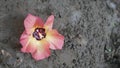 Hibiscus Flower On A Beach Royalty Free Stock Photo