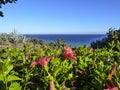 Hibiscus flower at the beach Royalty Free Stock Photo