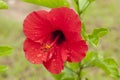 Hibiscus Flower Royalty Free Stock Photo