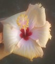 Hibiscus flower beautiful time photo shoot