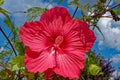 Hibiscus flower in bloom Royalty Free Stock Photo