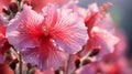 Vibrant Pink Hibiscus With Dew Drops In Traditional Chinese Style