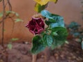 Hibiscus flower blossom in garden