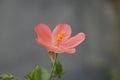 Hibiscus Flower with blurred