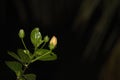 A hibiscus flower bud in the night moon light. Dark background makes it more alone and beautiful. Unopened yet to blossom flower
