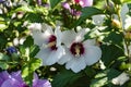 Hibiscus, flower on a bush, Chinese rose, tea flower