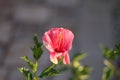 Hibiscus flower 6072 Royalty Free Stock Photo