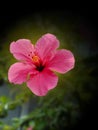 Hibiscus Flower, charming pink flower in spring