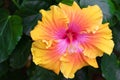 Hibiscus flower (China Rose) in Yellow orange and pink shade Royalty Free Stock Photo