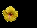 Hibiscus flower or Chinese Rose Royalty Free Stock Photo