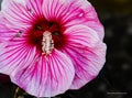 Hibiscus flower closer look Royalty Free Stock Photo