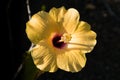 Hibiscus flower closeup , blooming yellow hibiscus Royalty Free Stock Photo