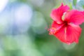 Red hibiscus rosa - sinensis flower or China rose. Tropical flower closeup, serene nature view on blurred bokeh background Royalty Free Stock Photo