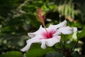 Hibiscus flower closup - pink hibiscus flower blossom Royalty Free Stock Photo