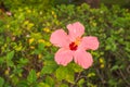 Hibiscus flower