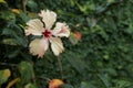 Flower ornamental salmon color hibiscus