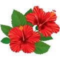 Hibiscus flower