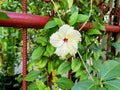 This Hibiscus Flower decided to break the tradition of Hibiscu& x27;s clan which identic with red color. Royalty Free Stock Photo