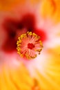 Hibiscus flower Royalty Free Stock Photo