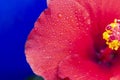 Hibiscus flower extreme macro closeup studio shoot 02 Royalty Free Stock Photo