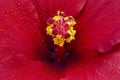 Hibiscus flower extreme macro closeup studio shoot 06 Royalty Free Stock Photo